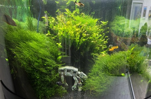 60g java moss live aquarium - 60g,