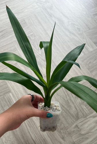 Yucca elephantipes baby plant - yucca,