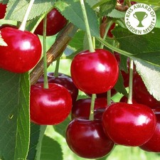 Dwarf Cherry 'Morello' ideal
