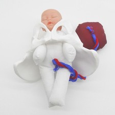 Female Pelvis Model Baby with