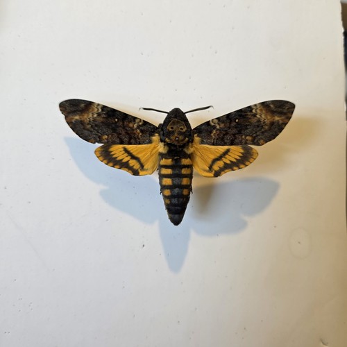 Acherontia atropos death head - acherontia,