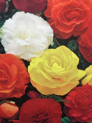 Begonia double mixed - double,