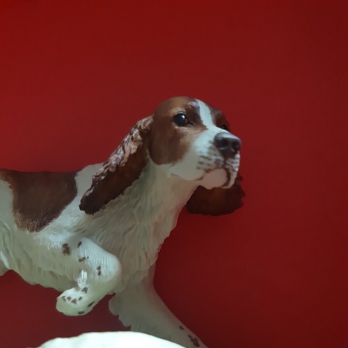 Liver brown white springer - &,