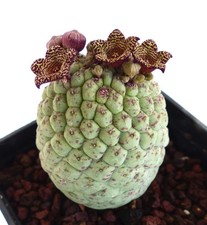 Larryleachia cactiformis (syn