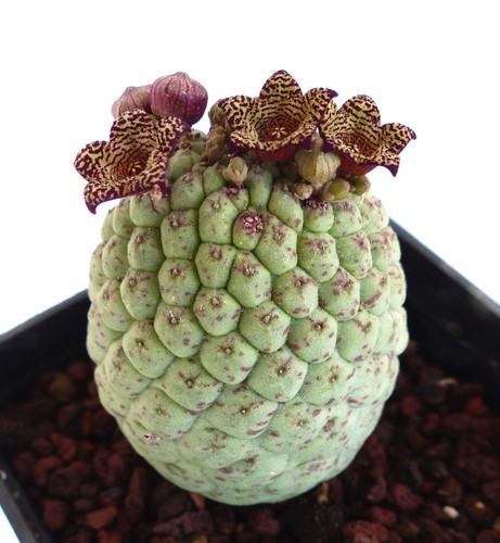 Larryleachia cactiformis syn - larryleachia, (syn