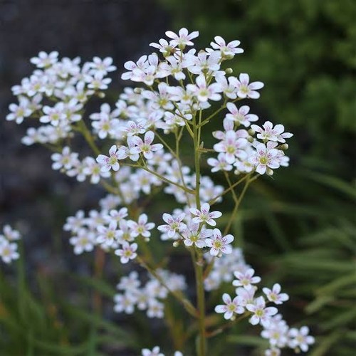Saxifraga monarch alpine - saxifraga,