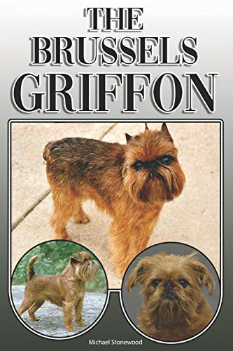 The brussels griffon a - griffon:,