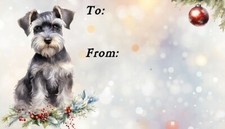 Miniature Schnauzer Dog