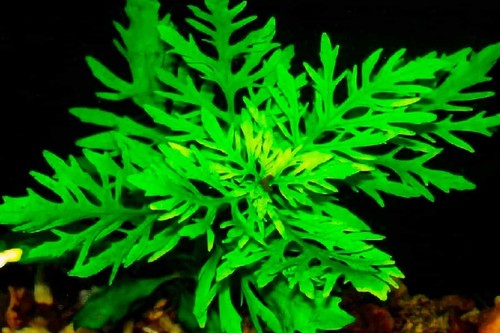 Hygrophila difformis - hygrophila,