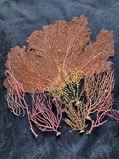 Selection of sea fan Corals