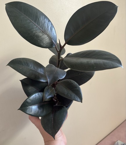 Rubber plant potted plants - potted,