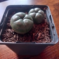 Home Grown Various Cactus