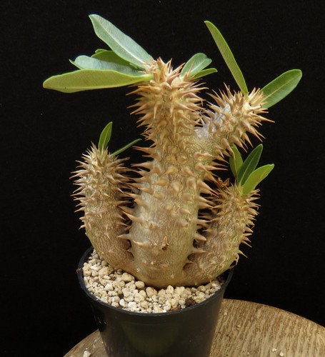 Pachypodium