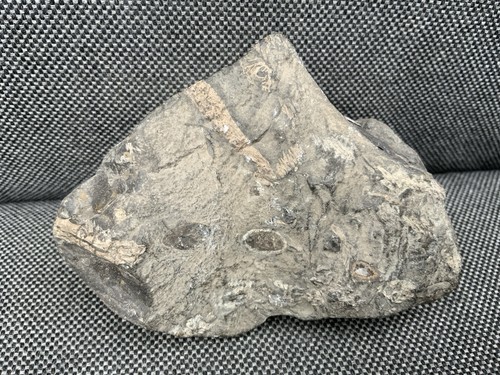 Rare fossil fish bones - fossil,
