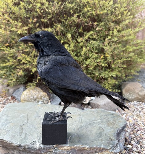Taxidermy crow not raven - taxidermy,