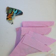 Madagascan Sunset Moth x5