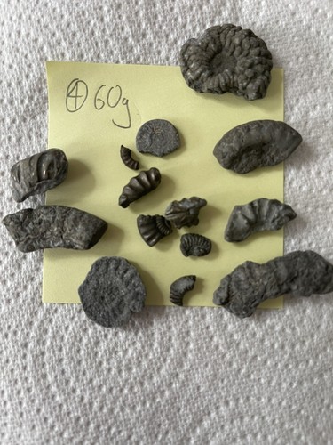 Charmouth pyrite ammonite - charmouth,