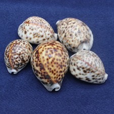 Set Of 5 Tiger Cowrie Shells -