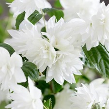 Philadelphus Pearls of Perfume -Fragrant Summer Flowering Mock Orange Plant