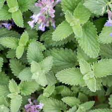 Catmint Catnep Seeds - 400 Seeds - True Catnip Nepeta Cataria Herb Cats Love It