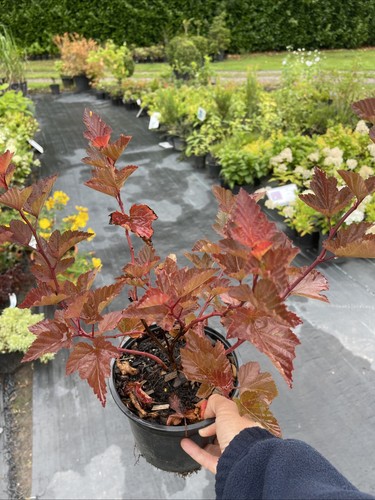 Physocarpus magic ball litre - physocarpus, 2