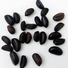 06 Very Rare Ceylon Ebony Tree Live Fresh Seeds Diospyros ebenum From Ceylon