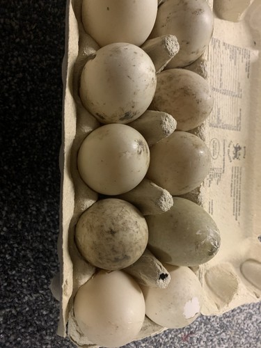 Large duck eggs - large, x12