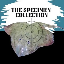 Specimen Collection -  Hand-Tied Shore Fishing Rigs