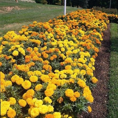 Marigold african crackerjack - marigold,
