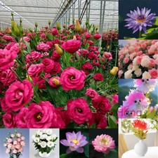 Flower Seeds UK Grow Your Own