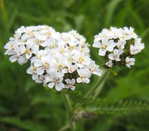 White yarrow achillea - white,