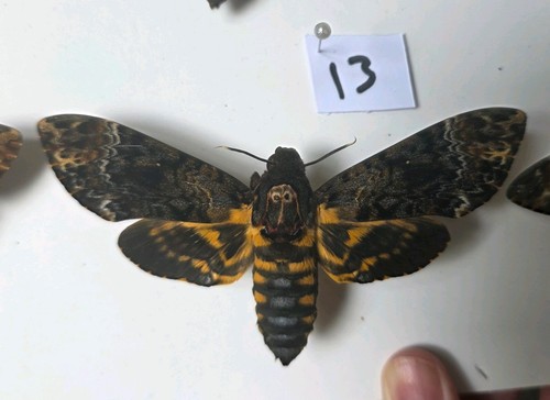 Acherontia lachesis death head - lachesis,