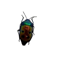 Jewel Bug (Calliphara caesar)