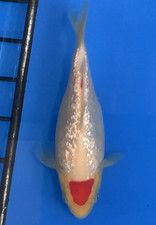 6 inches GINRIN TANCHO KOHAKU