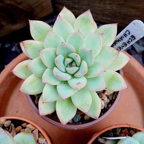Echeveria chihuahuaensis - echeveria,