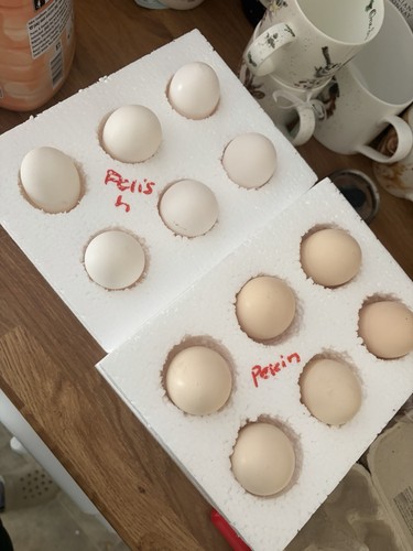 Polish chicken eating - polish, eggs