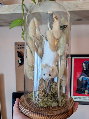Taxidermy white mouse diorama - mouse,