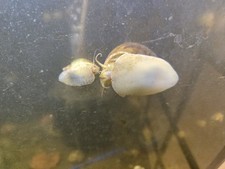 1- Small Golden Apple Snail