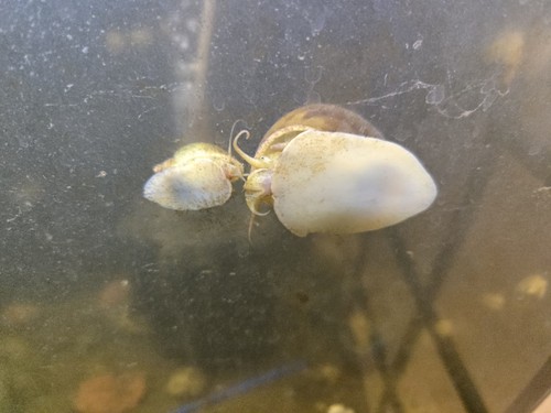 Apple snail - snail.,