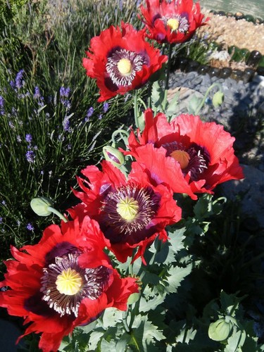 Giant red seed poppy - giant,