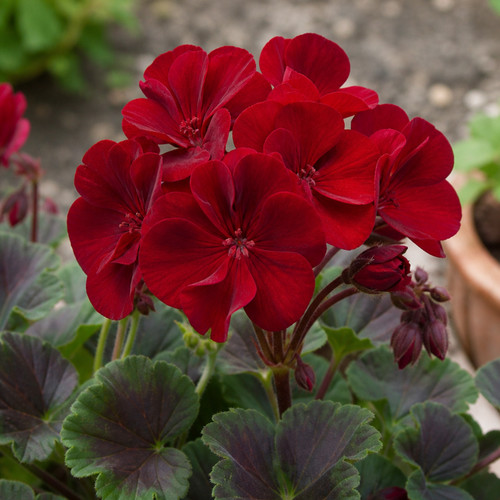 Large plant geranium - large,