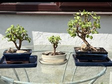 Portulacaria Afra / Dwarf Jade