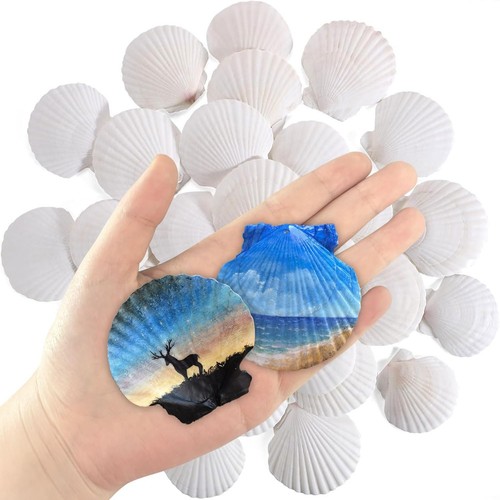 Pcs natural scallop - scallop, shells