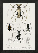 Different Types Of Beetles