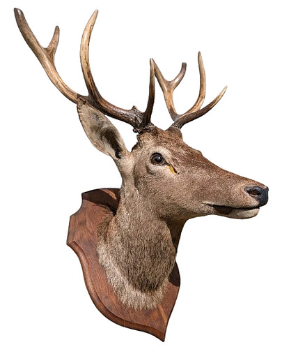 Large vintage taxidermy - vintage, stag