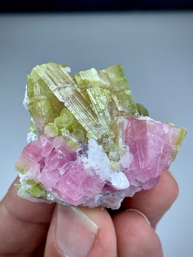 Watermelon bi colour - bi,