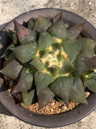 5cm live house - 15., plant