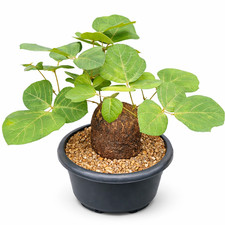 Adenia rubber SEEDS - -