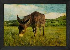Cute donkey pasture Framed