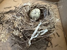 Authentic Abandoned Bird's